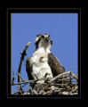 Osprey solo nest copy1.jpg